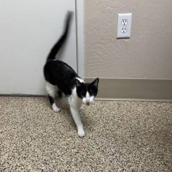 Ally -  Domestic Short Hair Cat for Adoption in Tempe, Arizona - Ally | PetCurious