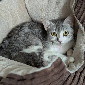 Honey -  Domestic Short Hair Cat for Adoption in Buchanan Dam, Texas - Honey | PetCurious