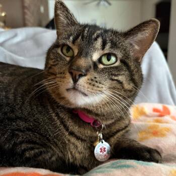 Sashi - Home to Home -  Domestic Short Hair Cat for Adoption in South Elgin, Illinois - Sashi - Home To Home | PetCurious