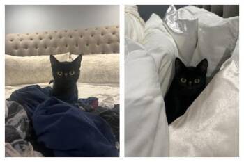 EB -  Domestic Short Hair Cat for Adoption in Melrose, Massachusetts - EB | PetCurious