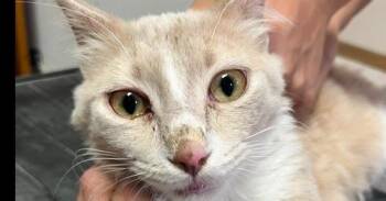 Butterscotch -  Domestic Medium Hair Cat for Adoption in Dayton, Minnesota - Butterscotch | PetCurious