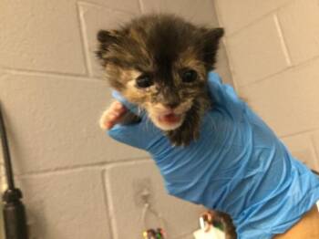 Domestic Short Hair Cats Available for Adoption in Thousand Palms, California - A1907839 | PetCurious