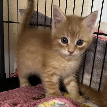 Bixby -  Domestic Short Hair Cat for Adoption - Bixby | PetCurious