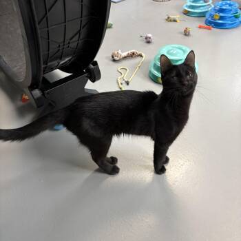 Ivan -  American Shorthair Cat for Adoption in Big Rapids, Michigan - Ivan | PetCurious