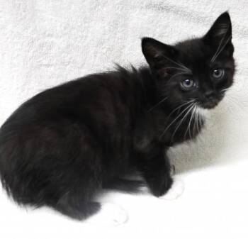 Willard -  Domestic Short Hair Cat for Adoption in Thief River Falls, Minnesota - Willard | PetCurious