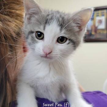 Domestic Short Hair Cats Available for Adoption in Mazon, Illinois - Sweet Pea | PetCurious