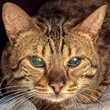 Bengal Cats Available for Adoption - Quinn | PetCurious