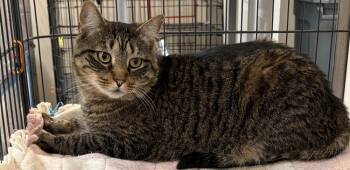 GOOSE -  Domestic Short Hair Cat for Adoption in Southbury, Connecticut - GOOSE | PetCurious