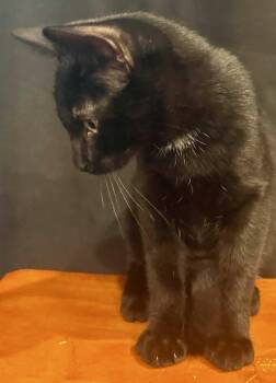 Linguine -  Domestic Short Hair Cat for Adoption in Little Rock, Arkansas - Linguine | PetCurious
