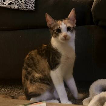Rescue Domestic Short Hair Cats for Adoption in Fort Worth, Texas - Alexis | PetCurious