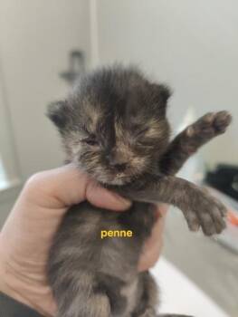 Penne -  Domestic Short Hair Cat for Adoption in Lafayette, Indiana - Penne | PetCurious