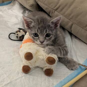 Hibiscus -  Domestic Short Hair Cat for Adoption in West Palm Beach, Florida - Hibiscus | PetCurious