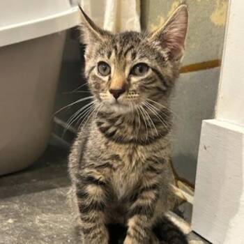 Devon -  Domestic Short Hair Cat for Adoption in Atlanta, Georgia - Devon | PetCurious