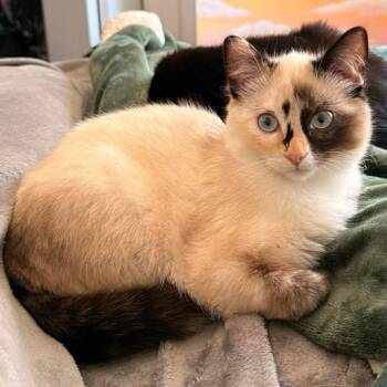 Domestic Medium Hair and Domestic Short Hair Cats Available for Adoption in Nampa, Idaho - Jelly | PetCurious