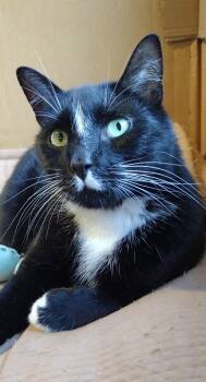 Bentley -  Domestic Short Hair Cat Available for Adoption in Syracuse, New York - Bentley | PetCurious