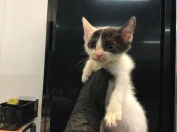 ROBIN -  Domestic Short Hair Cat for Adoption in Thousand Palms, California - ROBIN | PetCurious