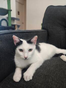 Moo -  Domestic Short Hair Cat for Adoption in Rowlett, Texas - Moo | PetCurious