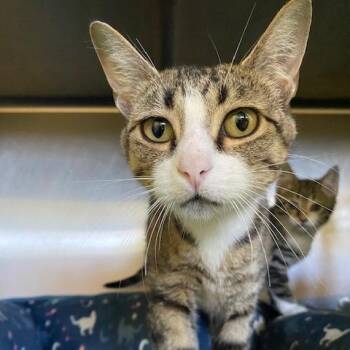 Apple -  Domestic Short Hair Cat for Adoption in Dayton, Ohio - Apple | PetCurious