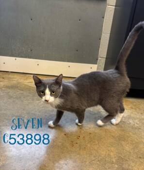 Domestic Short Hair Cats Available for Adoption - Seven | PetCurious