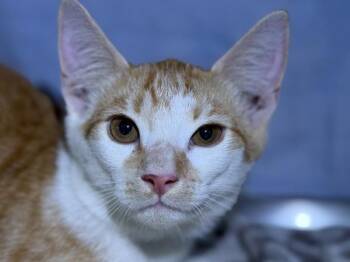 Jordan -  Domestic Short Hair Cat for Adoption in Portland, Oregon - Jordan | PetCurious