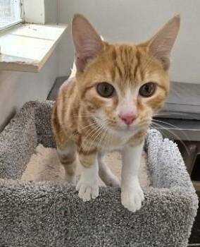 Rescue Domestic Short Hair Cats for Adoption in Rossville, Tennessee - Flame | PetCurious