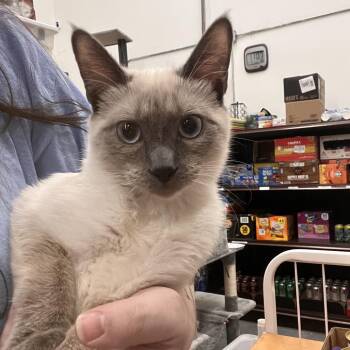 Domestic Short Hair and Siamese Cats Available for Adoption - Topaz | PetCurious