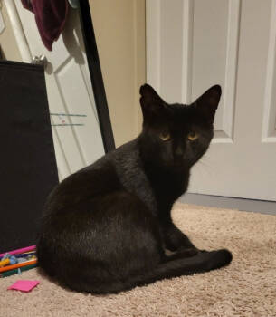 Rescue Domestic Short Hair Cats for Adoption in Parkville, Maryland - Midnight | PetCurious