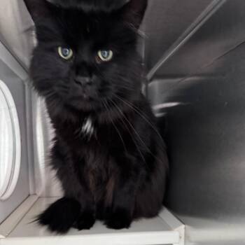 Ollie -  Maine Coon and Domestic Long Hair Cat Available for Adoption in Denver, Colorado - Ollie | PetCurious