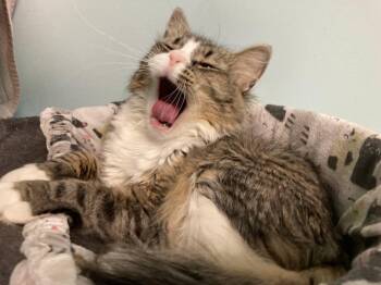 Domestic Medium Hair Cats Available for Adoption - Gouda | PetCurious