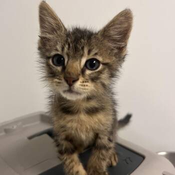 Domestic Short Hair Cats Available for Adoption in Hattiesburg, Mississippi - Newton | PetCurious