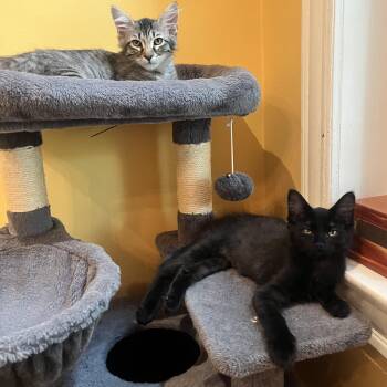 Darrius & Ella (bonded pair) -  Domestic Long Hair Cat for Adoption in Alexandria, Virginia - Darrius & Ella (bonded Pair) | PetCurious