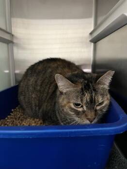 Rescue Domestic Short Hair Cats for Adoption in Pearland, Texas - POPPI | PetCurious