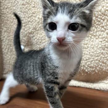 La Bouff -  Domestic Short Hair Cat for Adoption in Cheyenne, Wyoming - La Bouff | PetCurious