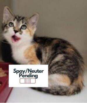 Vesper -  Domestic Short Hair Cat for Adoption in Kalispell, Montana - Vesper | PetCurious