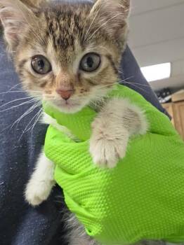 Domestic Short Hair Cats Available for Adoption in Indianapolis, Indiana - SQUID | PetCurious