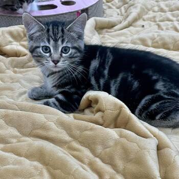 Beatrice -  Domestic Short Hair Cat Available for Adoption in Fairmont, West Virginia - Beatrice | PetCurious