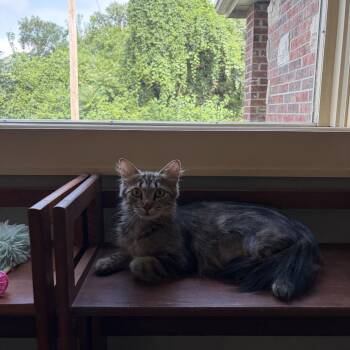 Aya -  Domestic Short Hair Cat for Adoption in Lenexa, Kansas - Aya | PetCurious