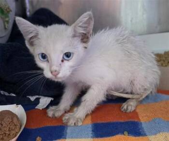 61605188 -  Domestic Medium Hair Cat for Adoption in El Paso, Texas - 61605188 | PetCurious