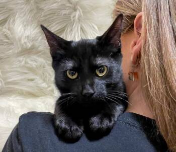JR -  Domestic Short Hair Cat for Adoption in Millcreek, Utah - JR | PetCurious