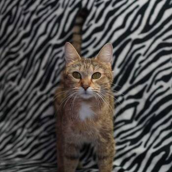 Domestic Short Hair Cats Available for Adoption in Wheaton, Illinois - Zuri | PetCurious