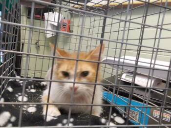 SABASTION -  Domestic Short Hair Cat for Adoption in Tulsa, Oklahoma - SABASTION | PetCurious