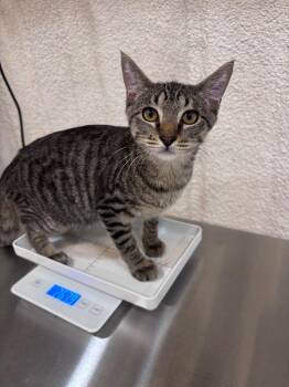 Nino -  Domestic Short Hair Cat for Adoption in Corpus Christi, Texas - Nino | PetCurious
