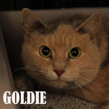 Goldie -  Domestic Short Hair Cat for Adoption in Mooresville, North Carolina - Goldie | PetCurious