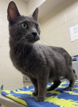 Domestic Short Hair Cats Available for Adoption in Westland, Michigan - Verona | PetCurious