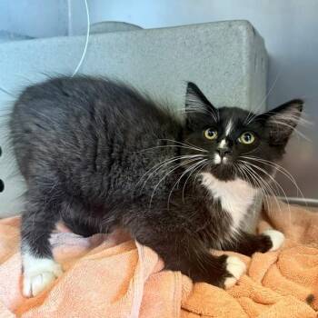 A885140 -  Domestic Short Hair Cat for Adoption in Camarillo, California - A885140 | PetCurious