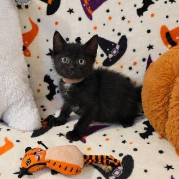 Mavis -  Domestic Short Hair Cat for Adoption in Mastic, New York - Mavis | PetCurious
