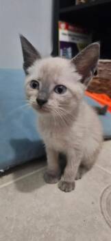 GELATO -  Domestic Short Hair Cat for Adoption in Fort Walton Beach, Florida - GELATO | PetCurious