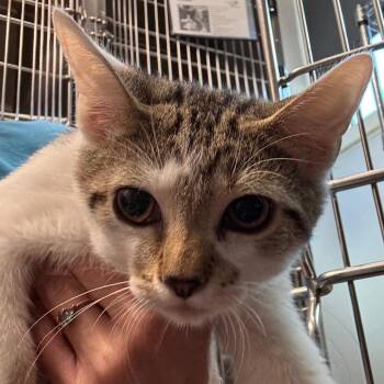 Joshua -  Domestic Short Hair Cat for Adoption in Tampa, Florida - Joshua | PetCurious