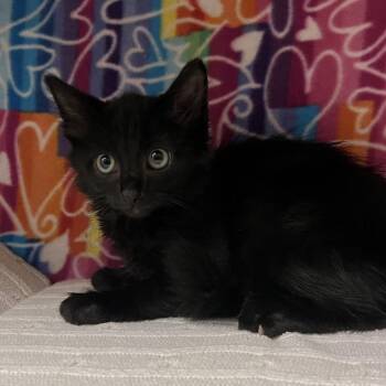 Biscayne -  Domestic Medium Hair Cat for Adoption - Biscayne | PetCurious