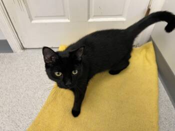 Domestic Short Hair Cats Available for Adoption - Remy | PetCurious